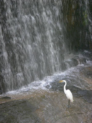 HappyHeron.jpg