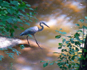 KitchenHeron.jpg