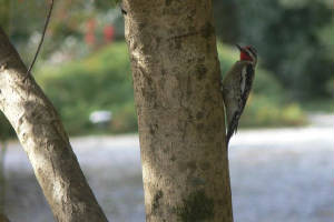 Woodpecker1.jpg