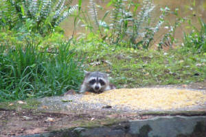 coonsmile.jpg