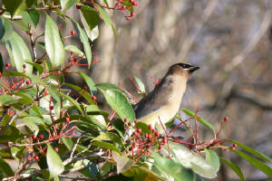 waxwing.jpg